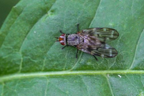 Otites guttata
